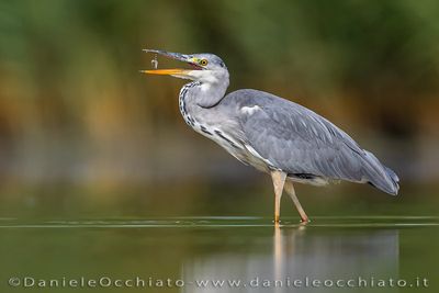 Grey Heron (Airone cenerino)