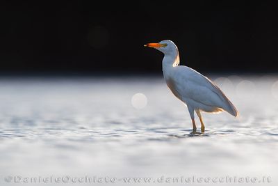 Cattle Egret (Bubulcus ibis)