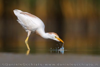 Cattle Egret (Airone guardabuoi)