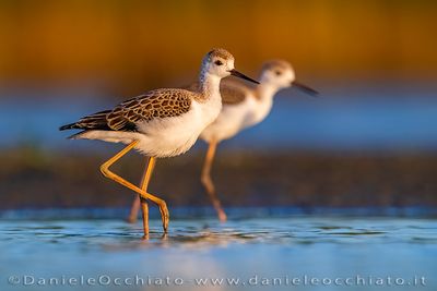 Black-winged Stilt (Himantopus himantopus)