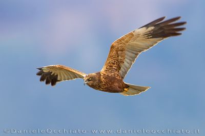 Falco di palude; Marsh Harrier; Circus aeruginosus