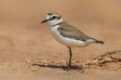 Kentish Plover (Charadrius alexandrinus)