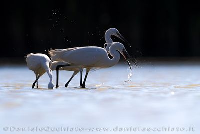 Little Egret (Egretta garzetta)