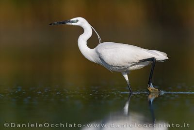 Little Egret (Egretta garzetta)