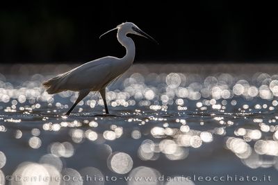 Little Egret (Egretta garzetta)