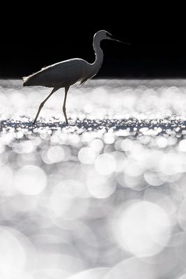 Little Egret (Egretta garzetta)