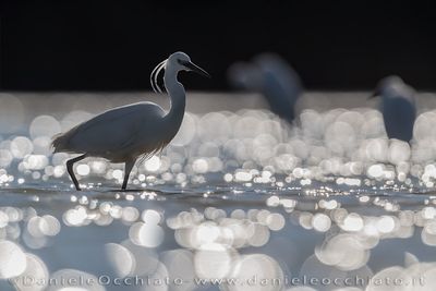 Little Egret (Egretta garzetta)