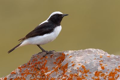 Finsch's Wheatear (Monachella di Finsch)