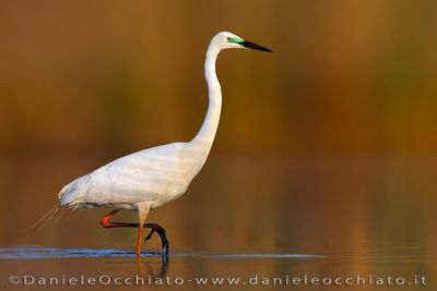Great White egret (Ardea alba)