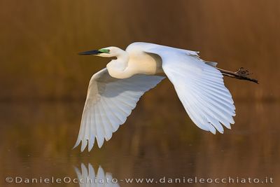 Great White egret (Ardea alba)