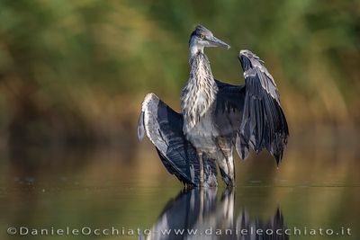 Airone cenerino; Grey Heron; Ardea cinerea