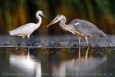 Airone cenerino; Grey Heron; Ardea cinerea