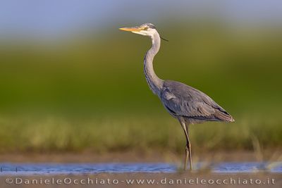 Grey Heron (Ardea cinerea)