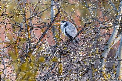 Airone cenerino; Grey Heron; Ardea cinerea