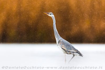 Grey Heron (Ardea cinerea)