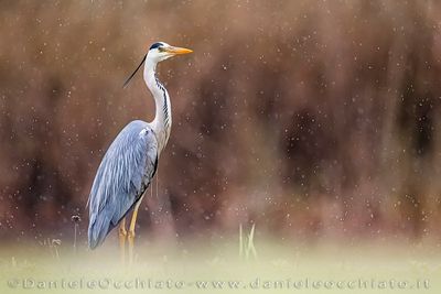 Grey Heron (Ardea cinerea)