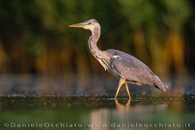 Airone cenerino; Grey Heron; Ardea cinerea