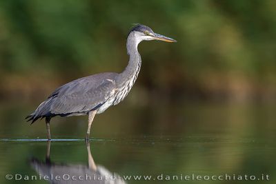 Airone cenerino; Grey Heron; Ardea cinerea