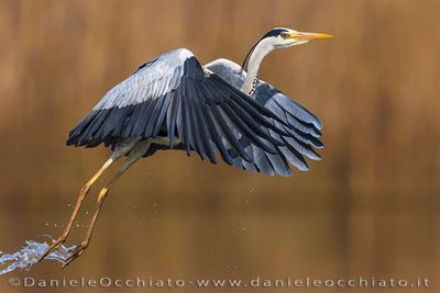 Grey Heron (Airone cenerino)