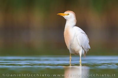 Airone guardabuoi; Cattle Egret; Bubulcus ibis