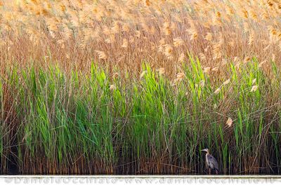 Purple Heron (Ardea purpurea)