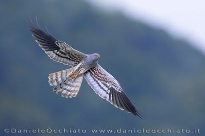 Montagu's Harrier (Circus pygargus)