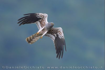 Montagu's Harrier (Circus pygargus)