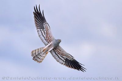Montagu's Harrier (Circus pygargus)