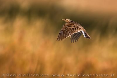 Allodola; Eurasian Skylark; Alauda arvensis