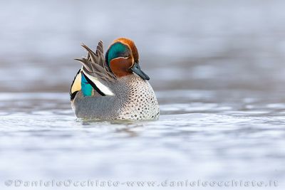 Eurasian Teal (Anas crecca)
