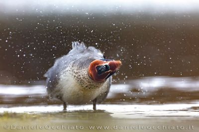 Eurasian Teal (Anas crecca)