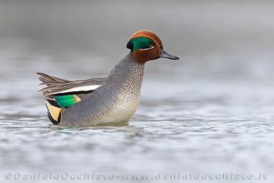 Eurasian Teal (Anas crecca)