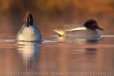 Eurasian Teal (Anas crecca)