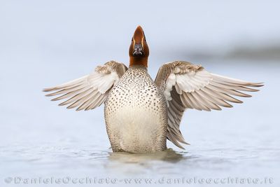 Eurasian Teal (Anas crecca)