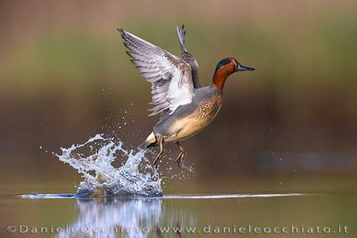 Eurasian Teal (Anas crecca)