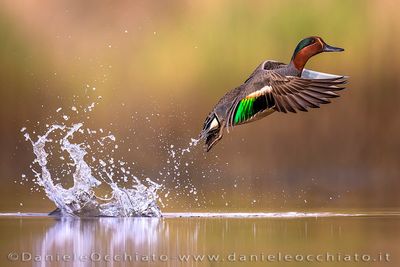 Eurasian Teal (Anas crecca)