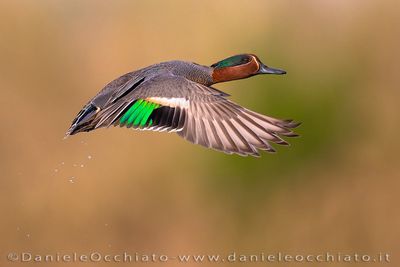 Eurasian Teal (Anas crecca)