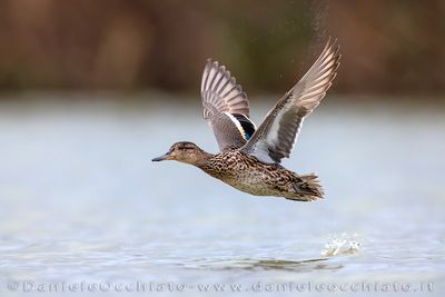 Eurasian Teal (Anas crecca)