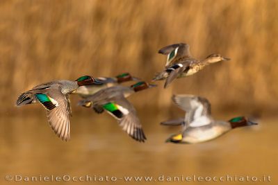 Eurasian Teal (Anas crecca)