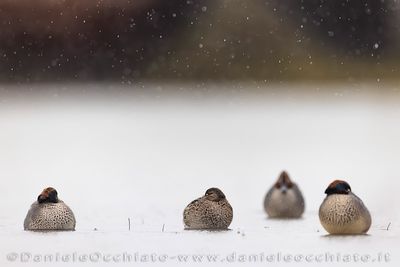 Eurasian Teal (Anas crecca)