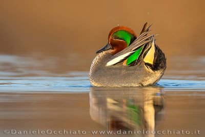 Eurasian Teal (Anas crecca)