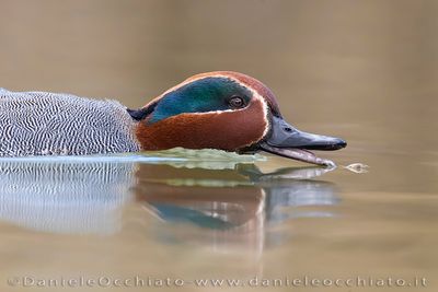 Eurasian Teal (Anas crecca)