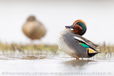 Eurasian Teal (Anas crecca)