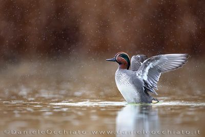Eurasian Teal (Anas crecca)