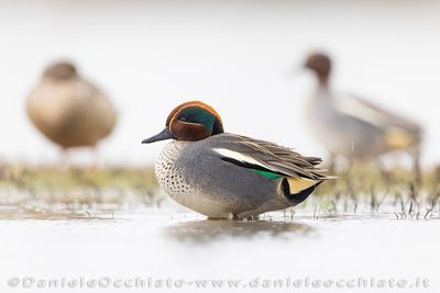 Eurasian Teal (Anas crecca)