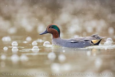 Eurasian Teal (Anas crecca)