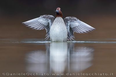 Eurasian Teal (Anas crecca)