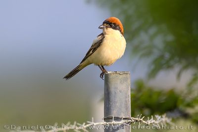 Woodchat Shrike (Lanius senator)