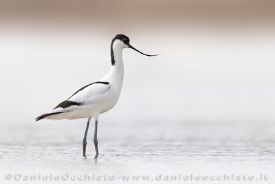 Avocet (Recurvirostra avosetta)