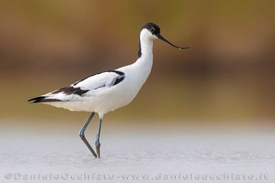 Avocet (Recurvirostra avosetta)